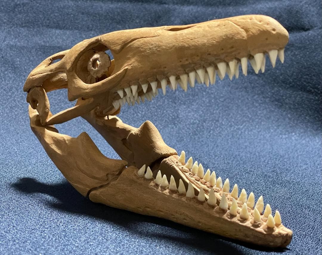 世界に一つ！ タルボサウルス・バタール 1/10木彫頭骨模型 価格応相談