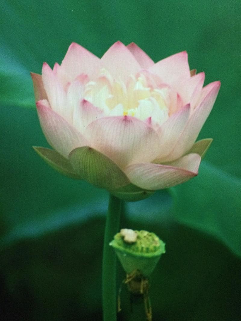 華 / 睡蓮 村山ヒデカズ オリジナルオリジナルプリント 17/3_3