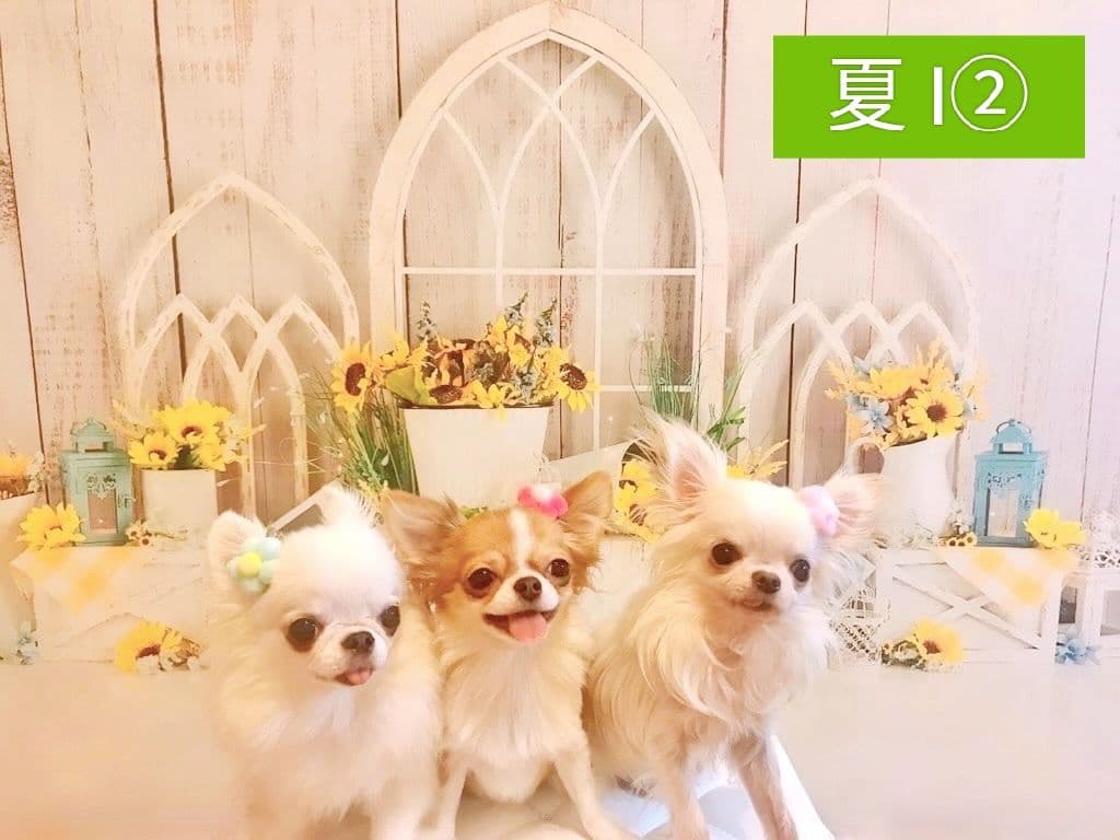 背景布×2枚 ペット撮影用フォトブース トリミングチョーカー販売中 苺