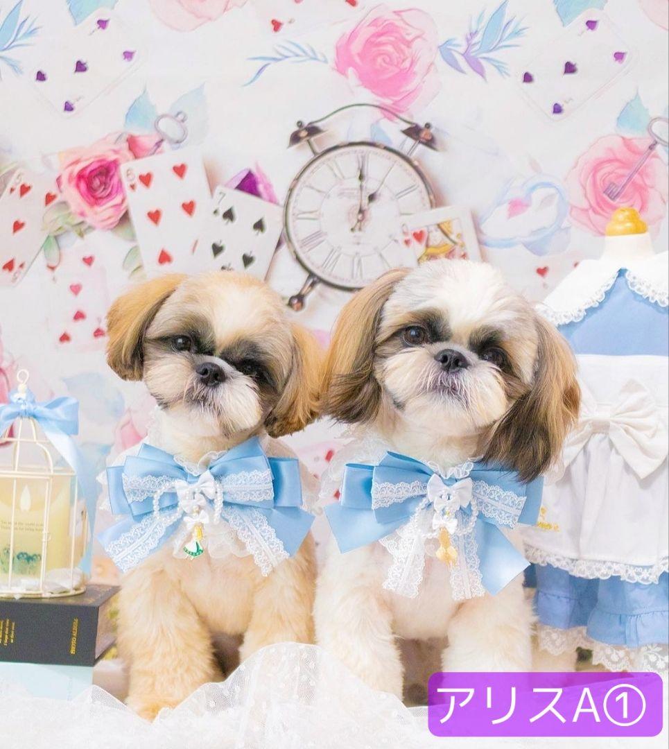 背景布×2枚 ペット撮影用フォトブース トリミングチョーカー販売中 苺