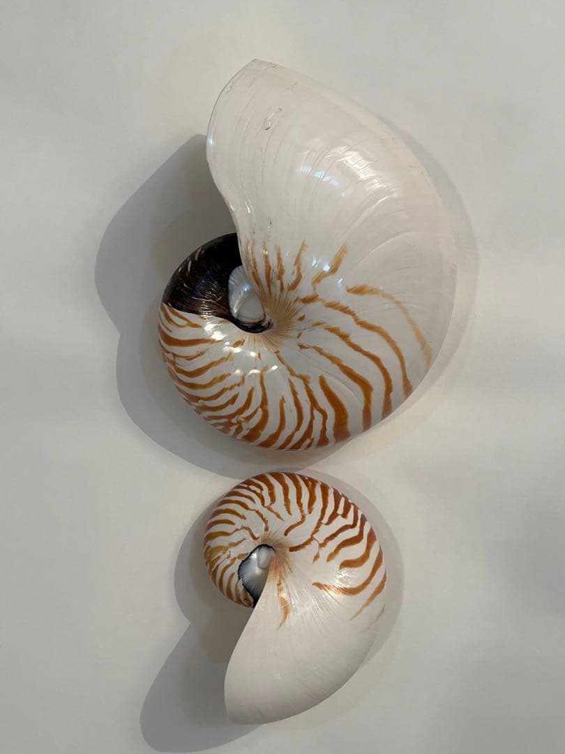 希少サイズ 完品 オウム貝の殻 大小2個セット フタゴヤシ