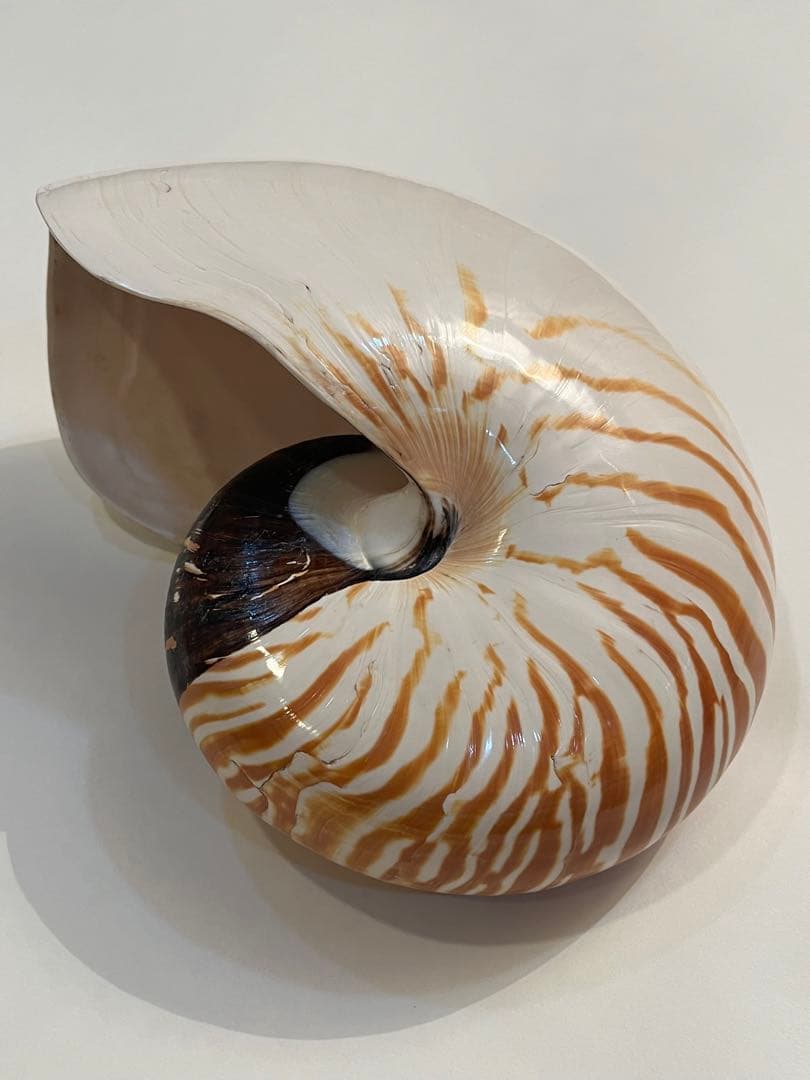 希少サイズ 完品 オウム貝の殻 大小2個セット フタゴヤシ