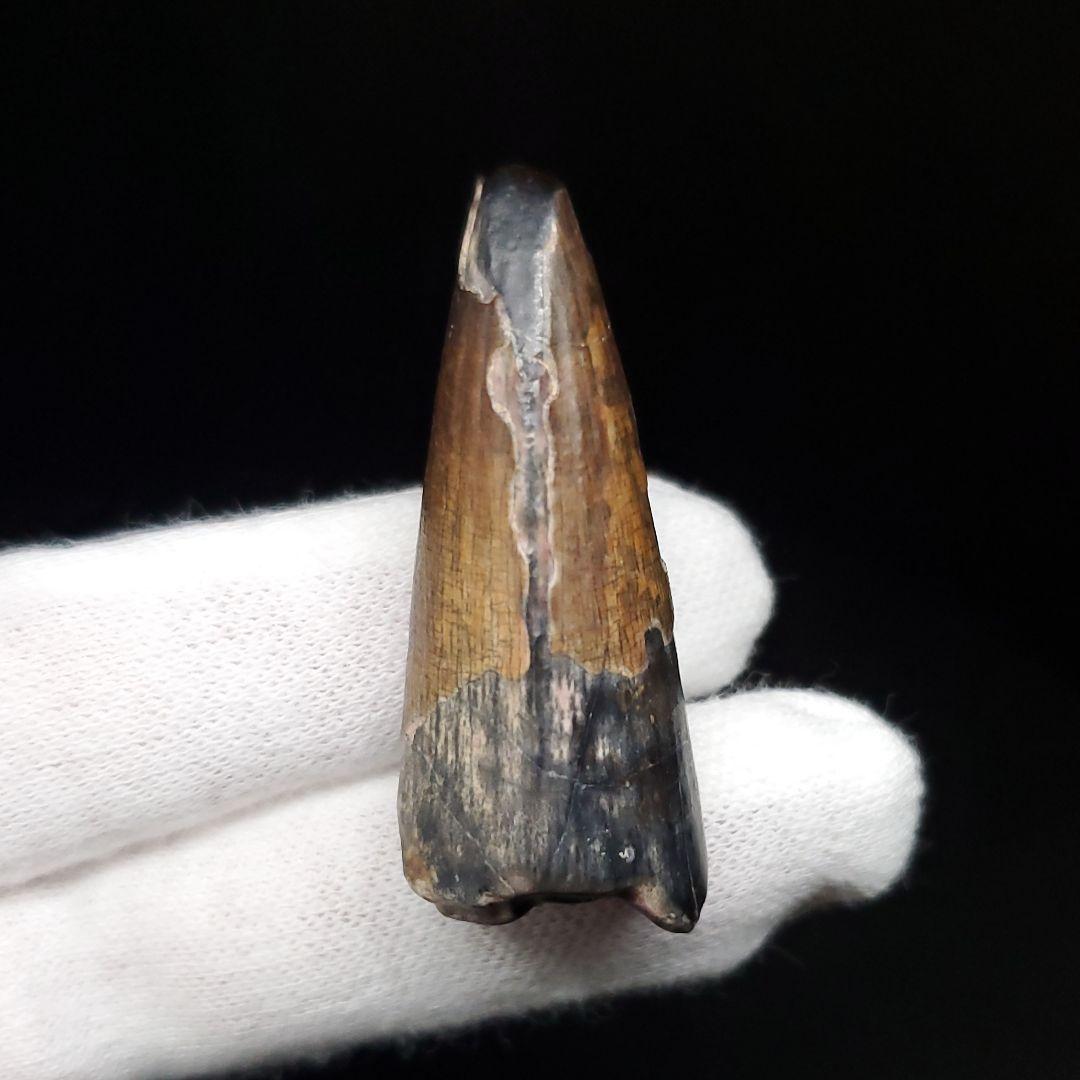 希少 スコミムス 化石 本物 二ジェール産 40.39mm  ケース付 sc13