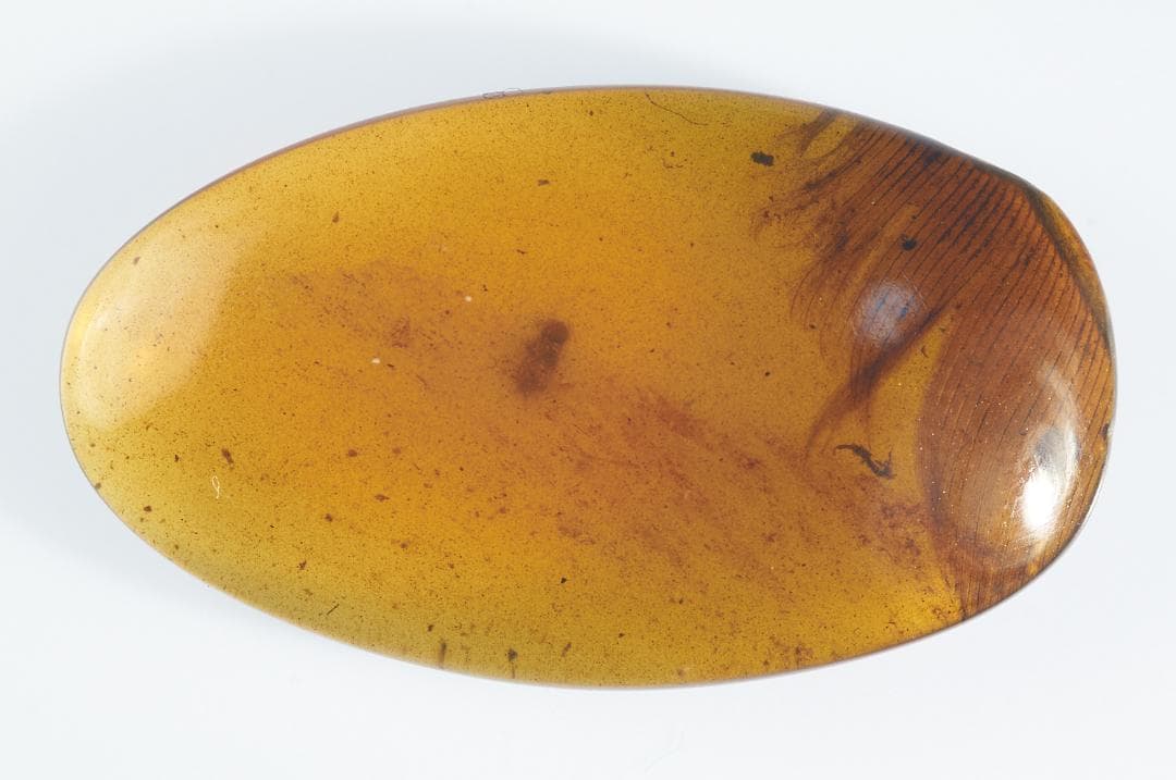 レア極上品 PA0078虫入り琥珀化石 ミャンマーカムティかタナイ9900万年