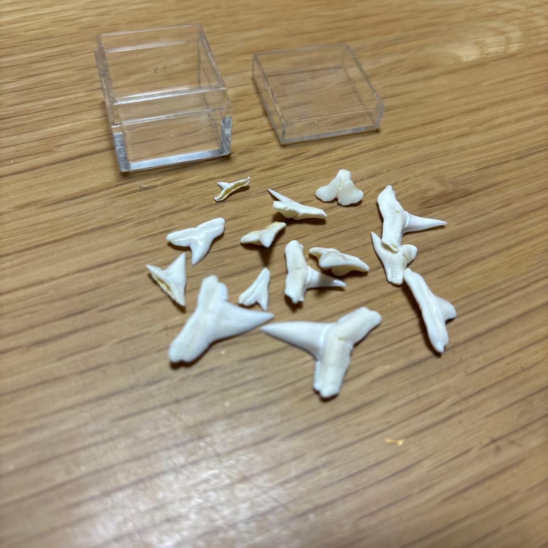 サメの歯 インテリア コレクション まとめ売り