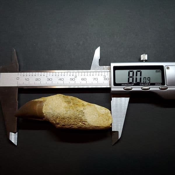 美品 歯根付き モササウルス 化石 本物 モロッコ産 80.09mm mos8