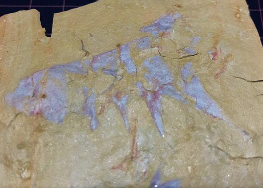 化石 澄江産 アノマロカリスの腕 博物館級 実物 値段交渉可能