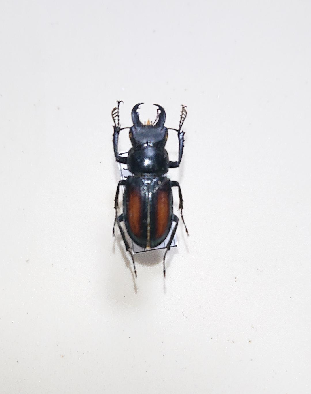 ミクラミヤマクワガタ【規制前採集個体】 規制前採集品 ミクラミヤマ