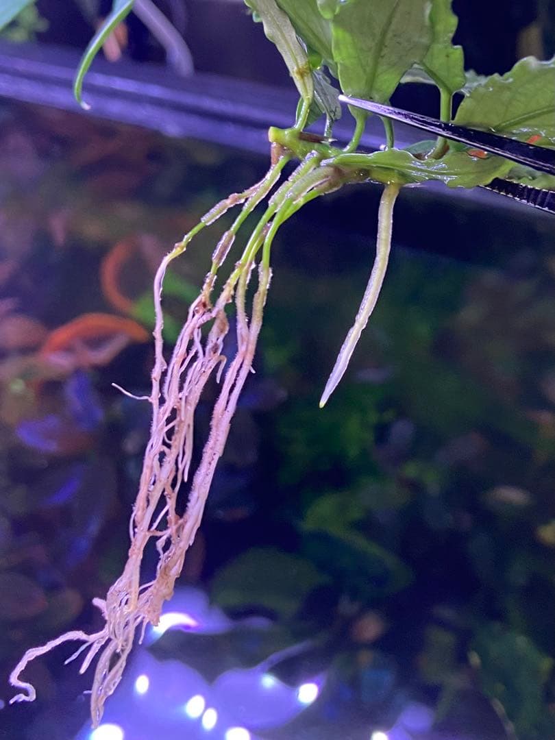 かに様専用】 ブセファランドラ sp. オーロラ kn便 - メルカリ