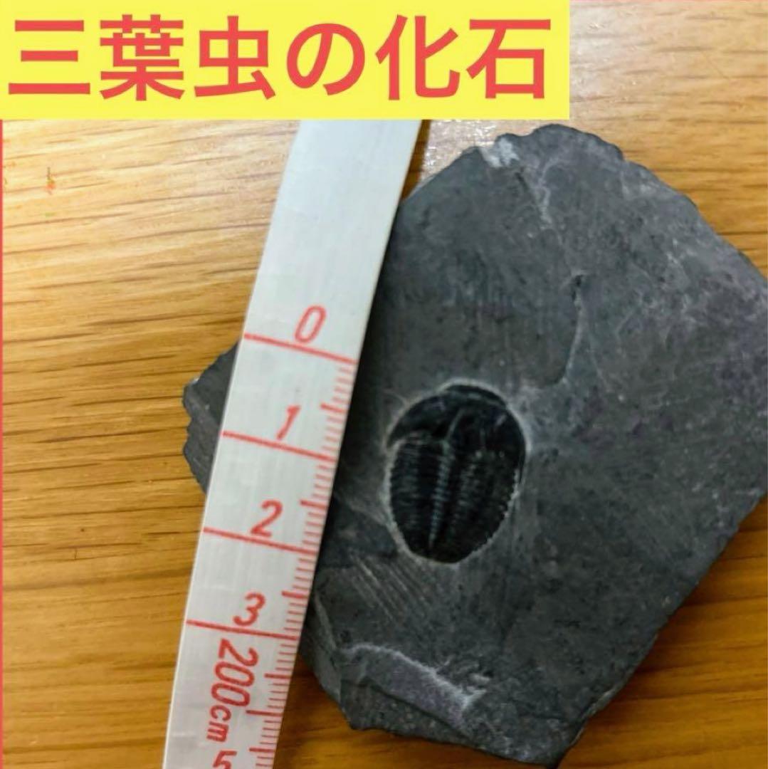 三葉虫 化石 石 インテリア 置物