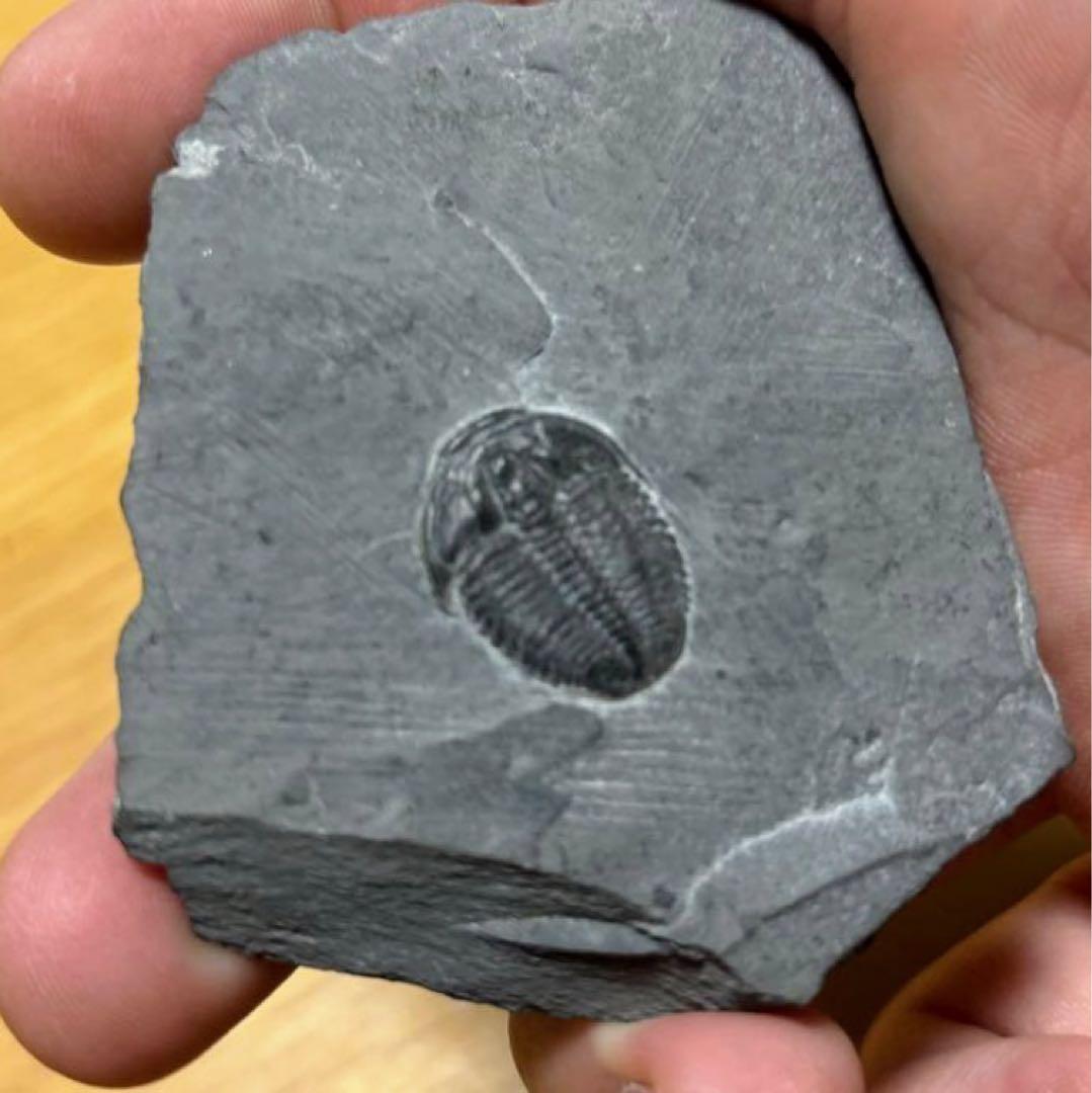 三葉虫 化石 石 インテリア 置物