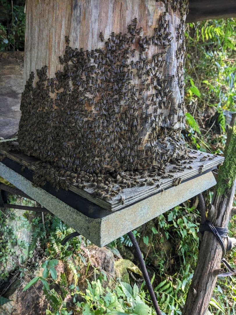 日本ミツバチ 蜂蜜 令和7年度 採れたて たれ蜜 2年もの1200g