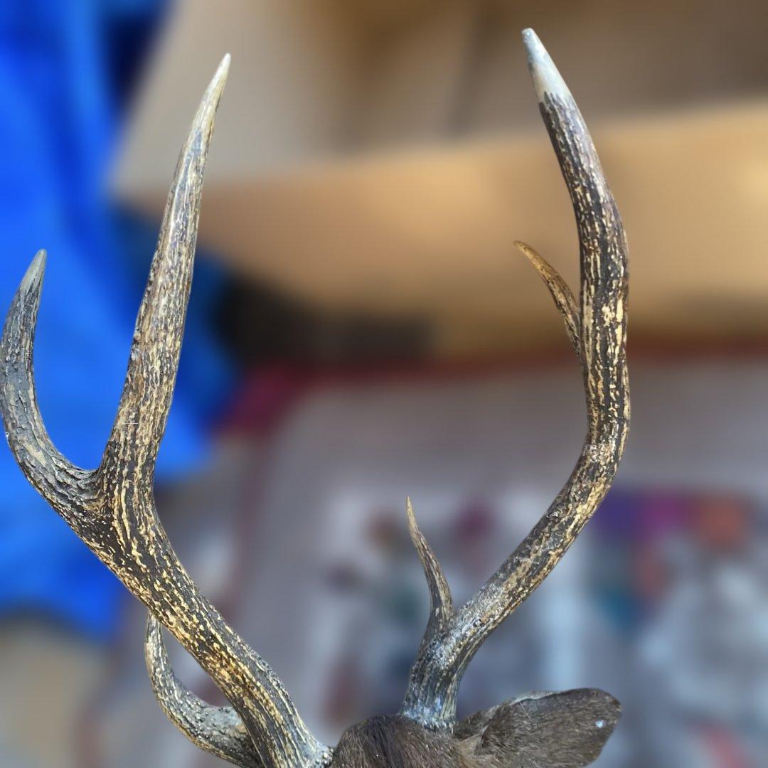 S 鹿 剥製 ハンティングトロフィー ニホンジカ 壁掛け