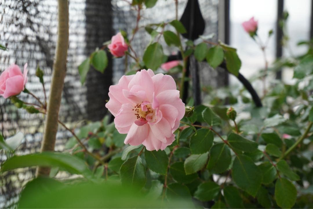 レンズ(ズーム) Sony PZ 16-50mm f3.5-5.6 OSS SELP1650