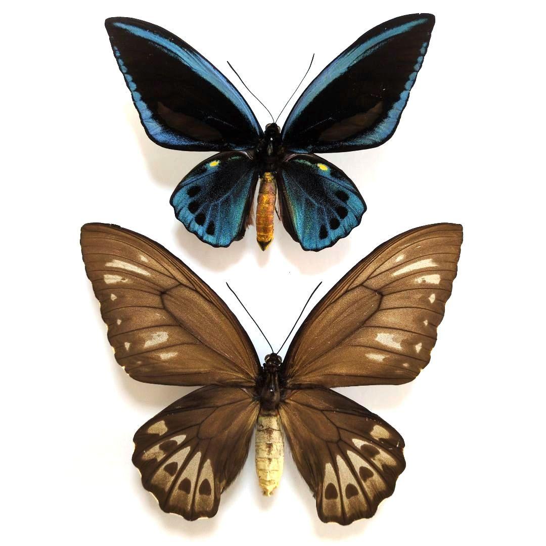 蝶標本 アオメガネトリバネアゲハ ペア - メルカリ