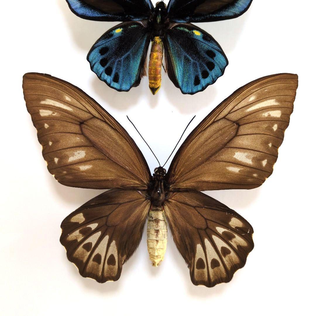 蝶標本 アオメガネトリバネアゲハ ペア - メルカリ