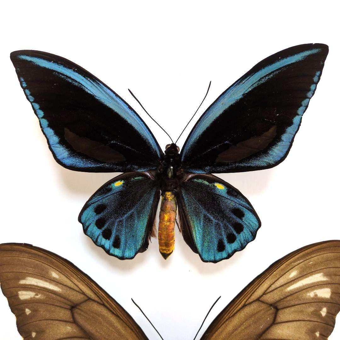 蝶標本 アオメガネトリバネアゲハ ペア - メルカリ