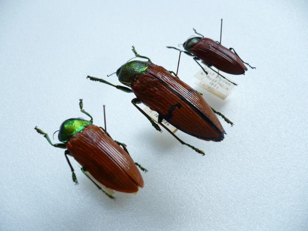 オーストラリアの ムカシタマムシ 3種セット タマムシ関連書籍