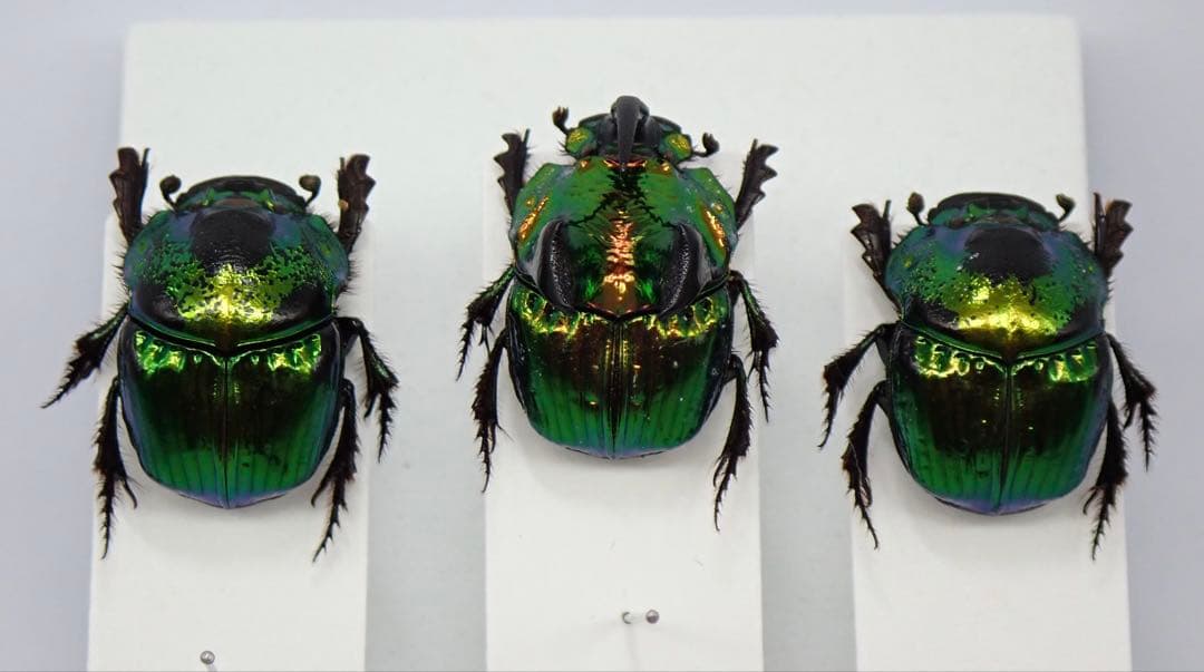 ブラジル産マエネルヘイミカラカネヒナカブト31mm