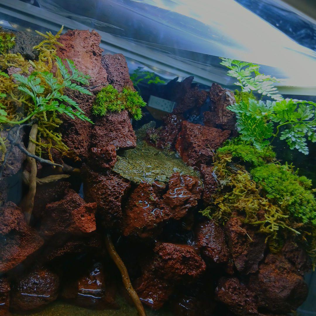 アクアテラリウム水槽 完成品 中型 赤溶岩石レイアウト アクア