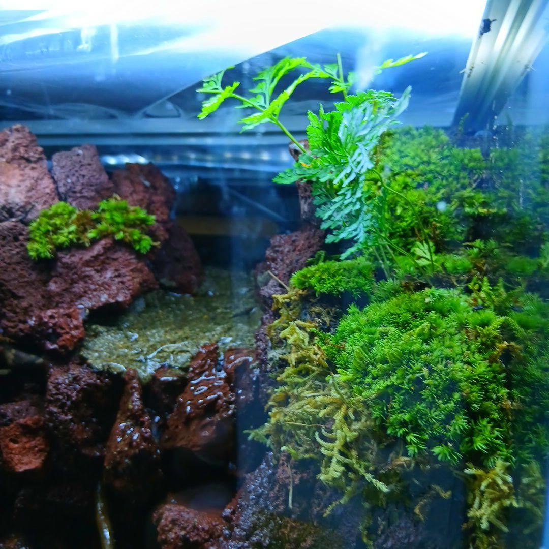 アクアテラリウム水槽 完成品 中型 赤溶岩石レイアウト アクア
