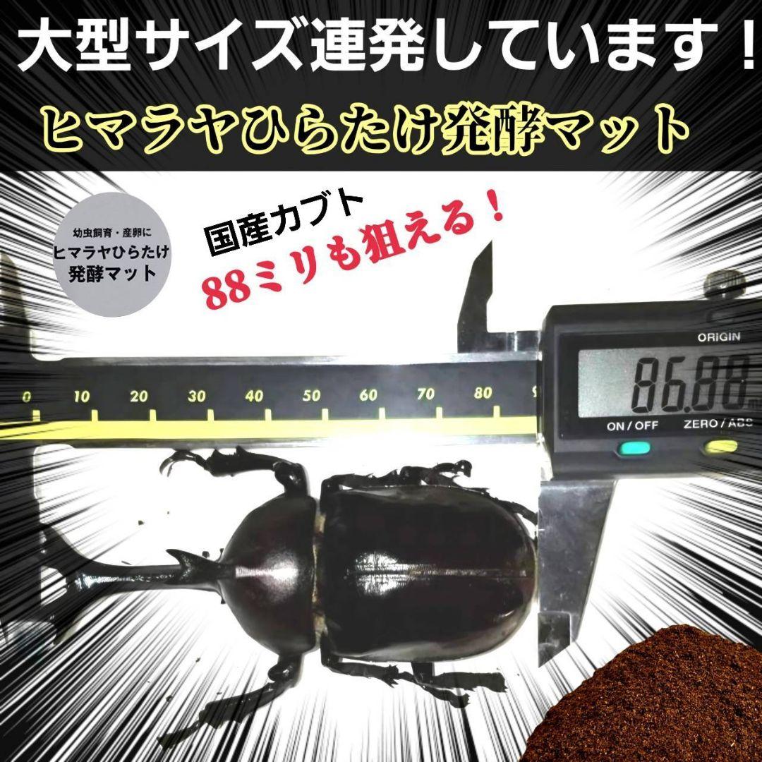発酵マット入り！国産カブトムシ幼虫1頭飼育専用縦長クリアボト【30本