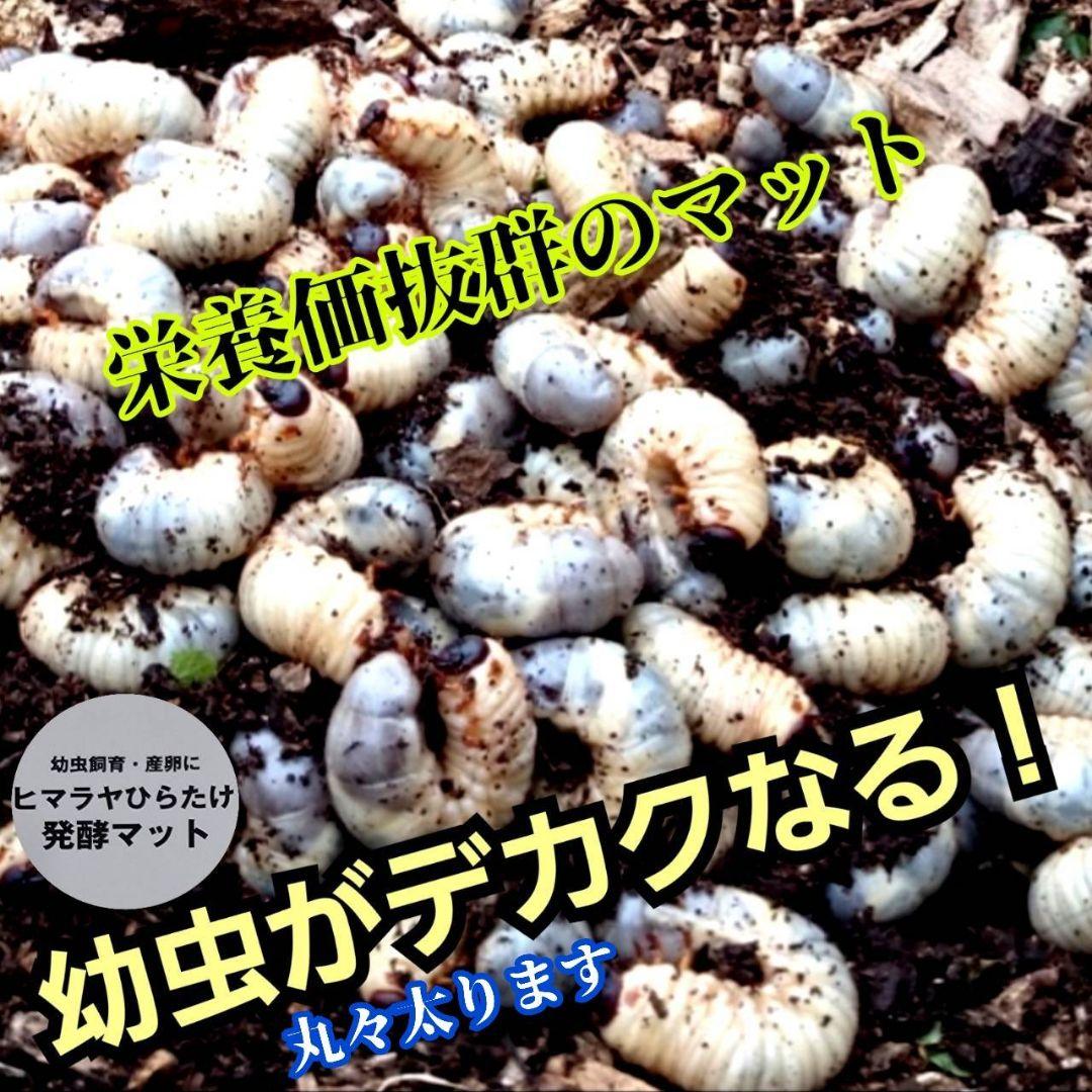 発酵マット入り！国産カブトムシ幼虫1頭飼育専用縦長クリアボト【30本