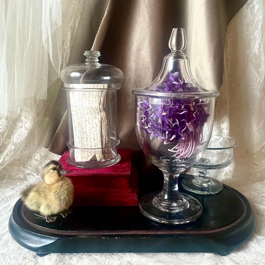 大きな蓋付きガラスボンボニエール お菓子入れ19世紀店舗什器フランス