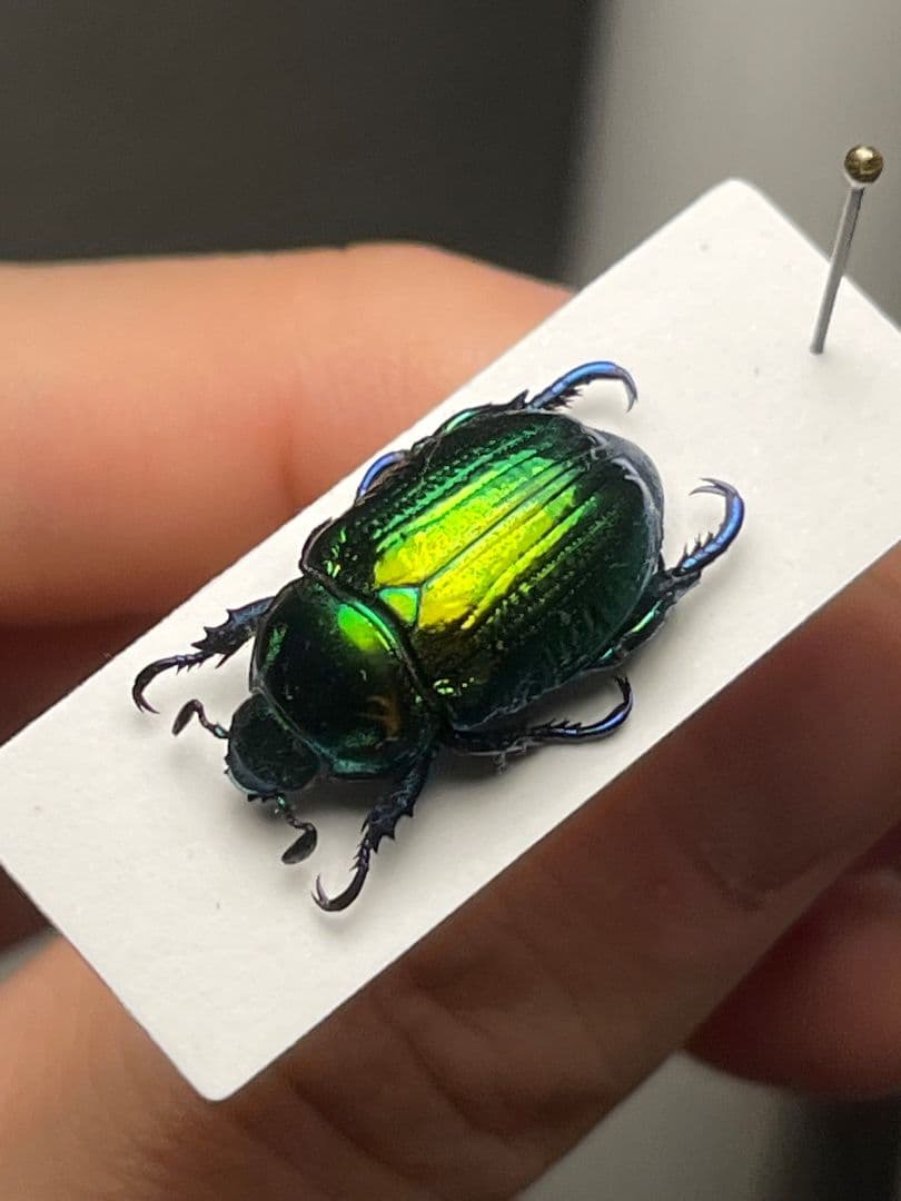 19mm】Pelidnotaプラチナコガネ コガネムシ ハムシ コブハムシ標本