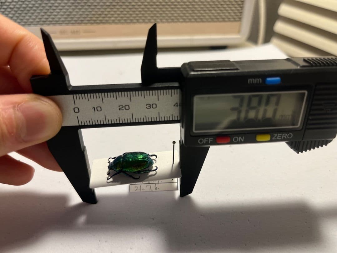 19mm】Pelidnotaプラチナコガネ コガネムシ ハムシ コブハムシ標本