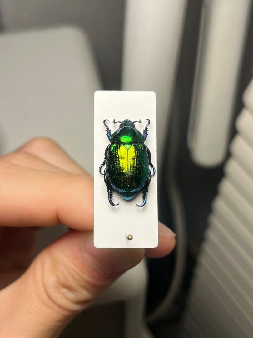 19mm】Pelidnotaプラチナコガネ コガネムシ ハムシ コブハムシ標本