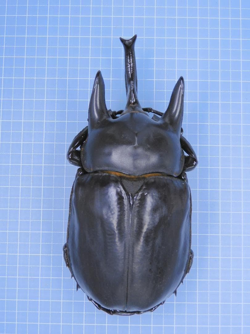 コロンビア産 レックスゾウカブト 114mmX51mm - メルカリ