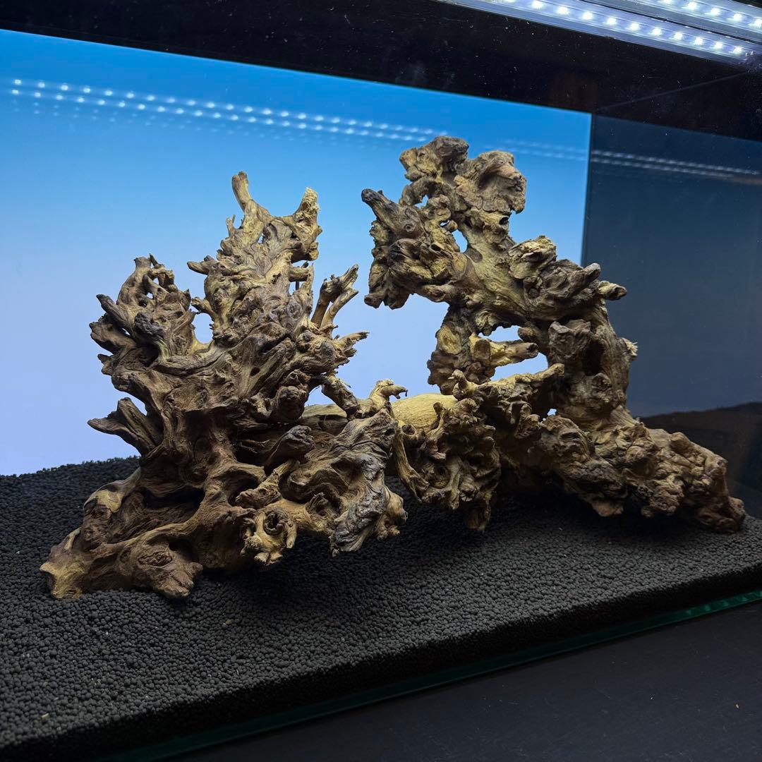 MSW-7084 天然流木 2本セット 枝流木 アクアリウム