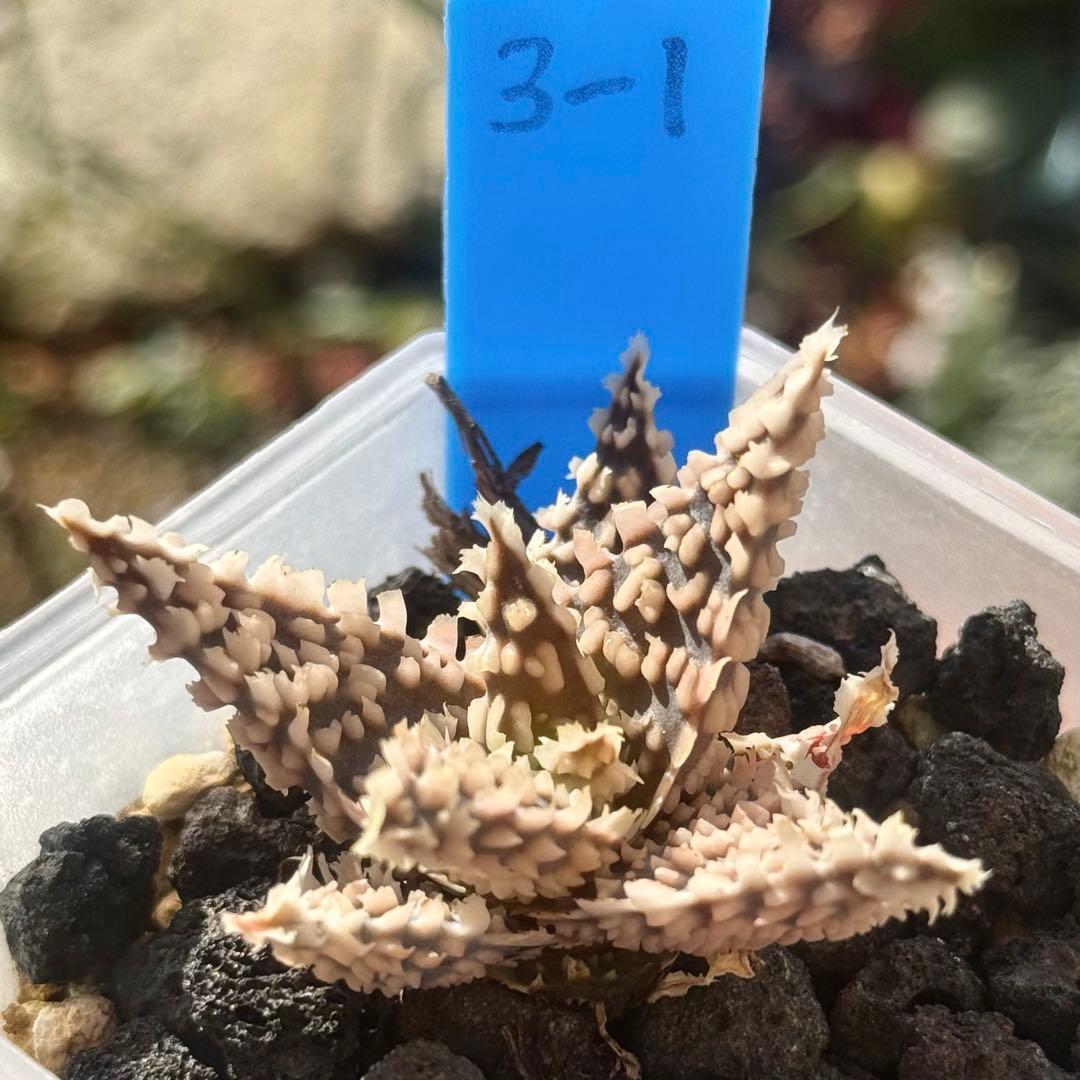 mace様 リクエスト 3点 まとめ商品