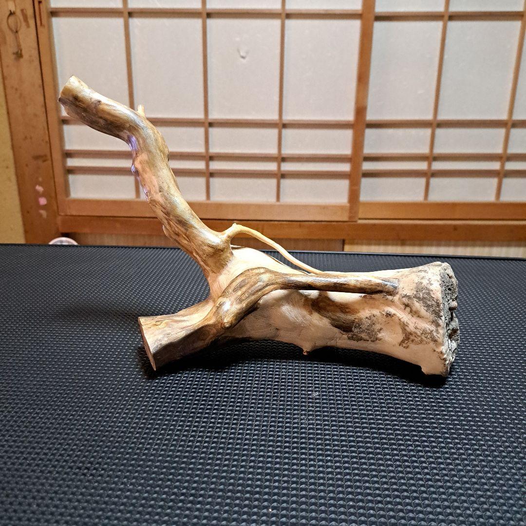 海松 深海松 レインボーコーラル 素材 原木 - メルカリ