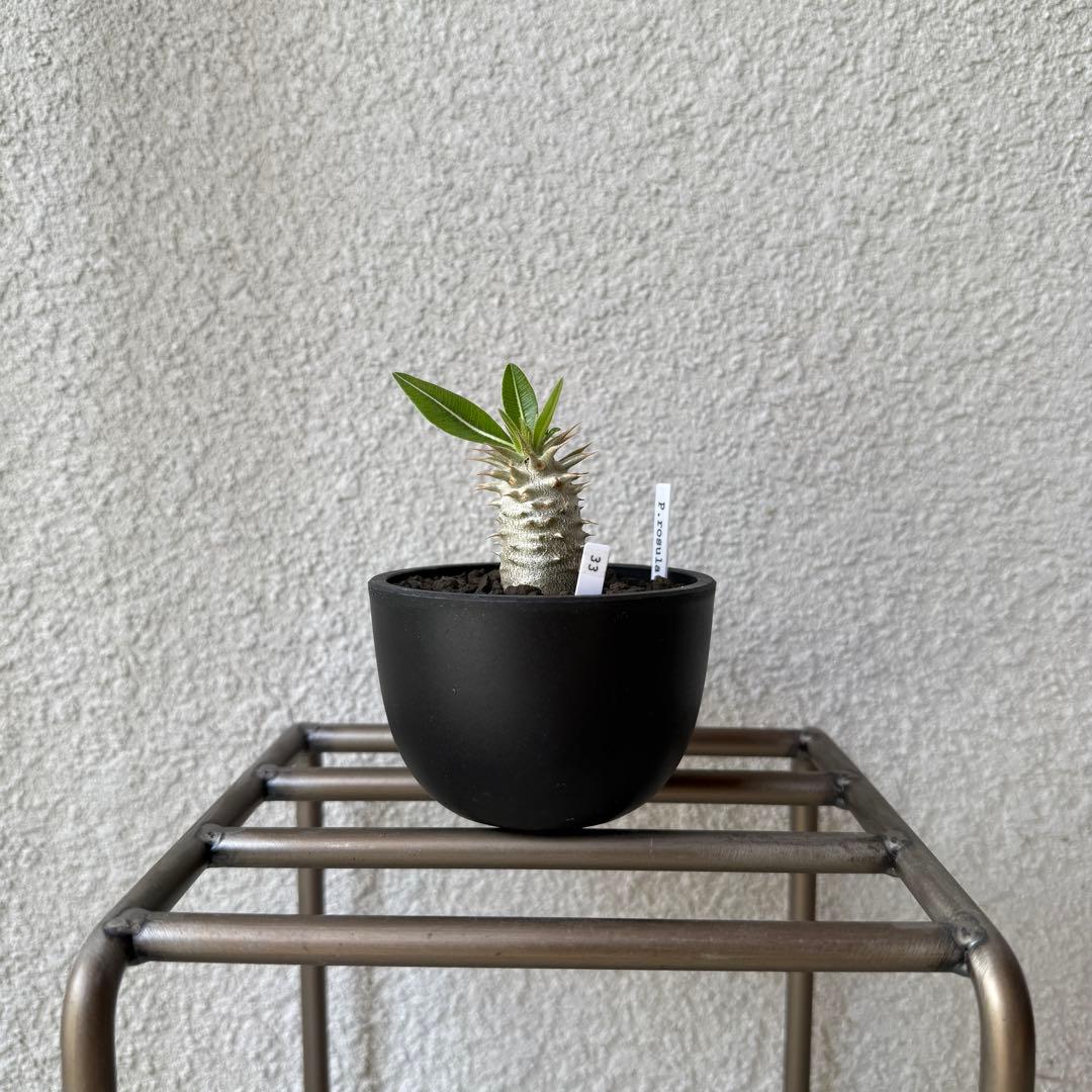 仕入れ価格の半額より売切！「ニューロノア」ウォーホルから影響！ミラ