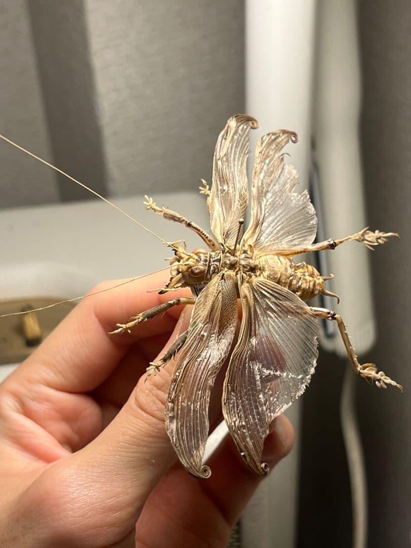 希少産地】中国産のマキバネコロギス 昆虫標本バッタ キリギリス