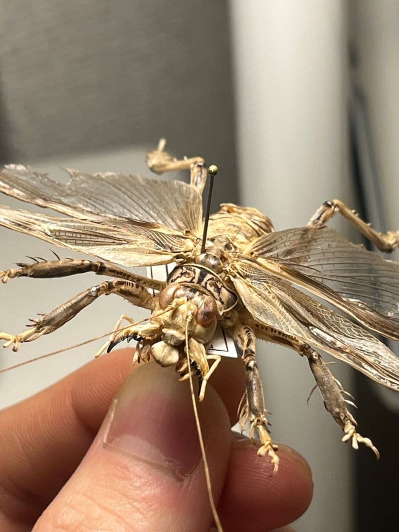 希少産地】中国産のマキバネコロギス 昆虫標本バッタ キリギリス