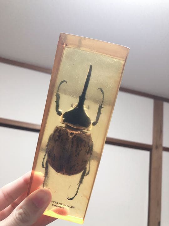 ヘラクレスオオカブト 標本 樹脂 琥珀 置物