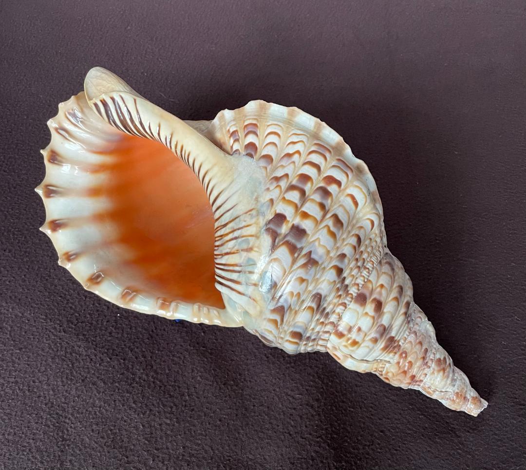 アンティーク ほら貝 貝殻 インテリア