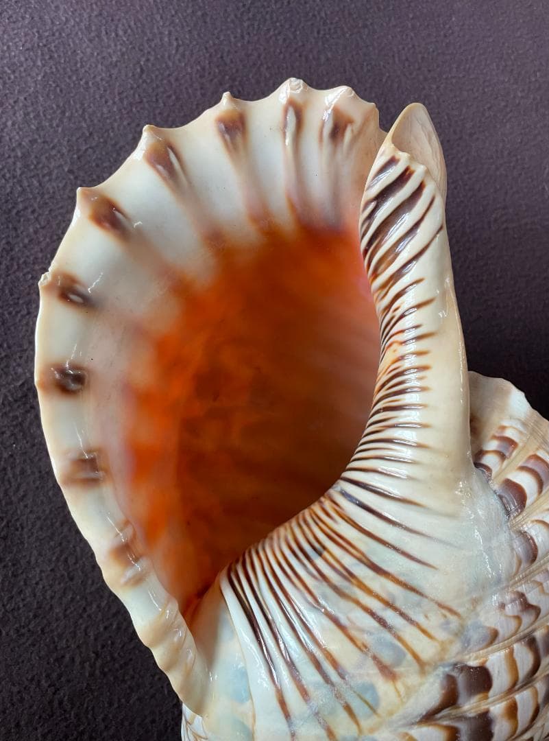 アンティーク ほら貝 貝殻 インテリア