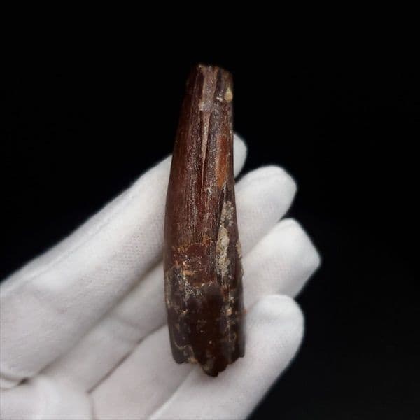 スピノサウルス 本物 モロッコ産 59.40mm sp475