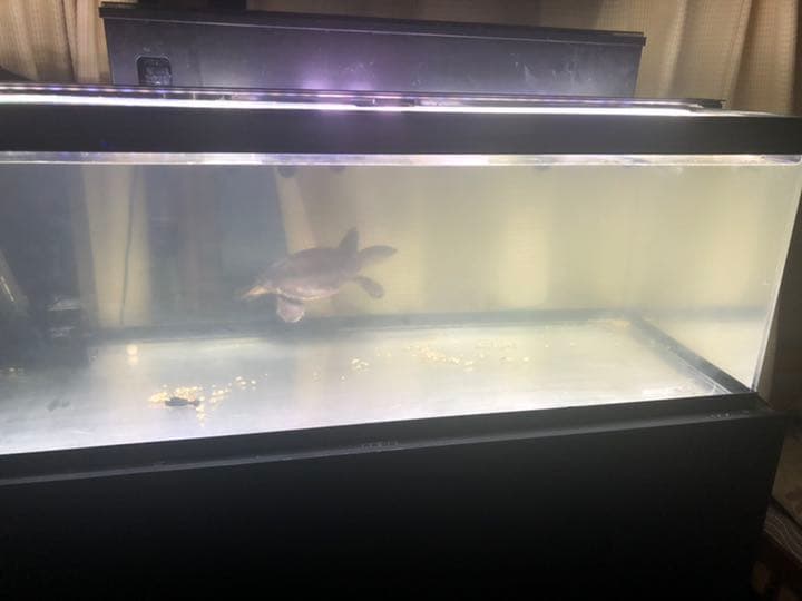 水槽 120 引き取り限定