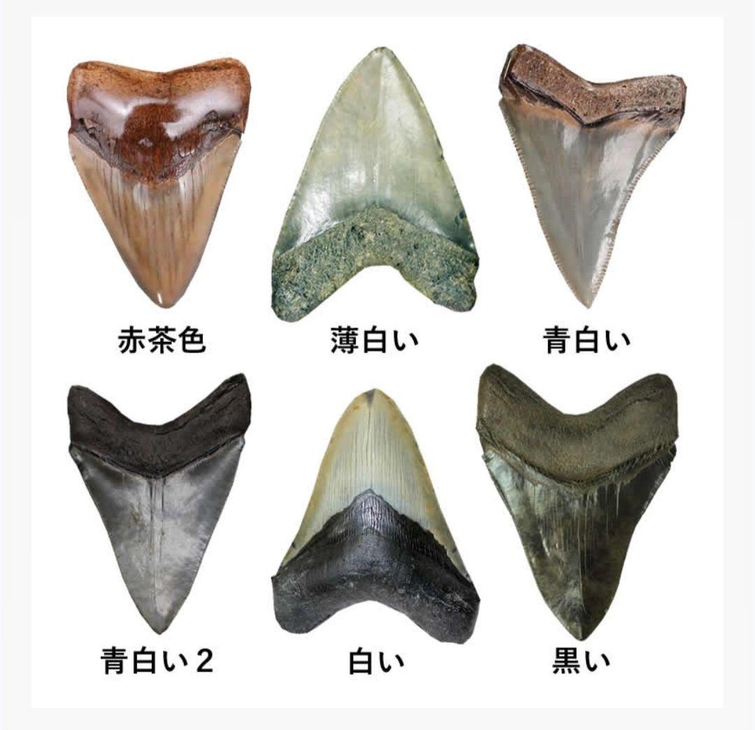 希少：青色 大きめ：148mm】メガロドン 化石 標本 サメの歯 歯の化石