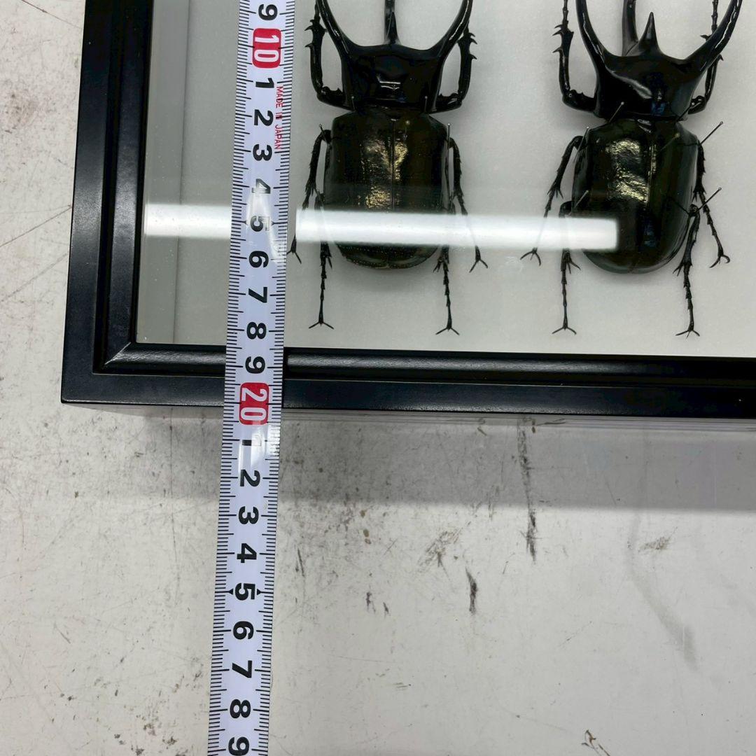 R◇タイリクコーカサス2匹 昆虫標本