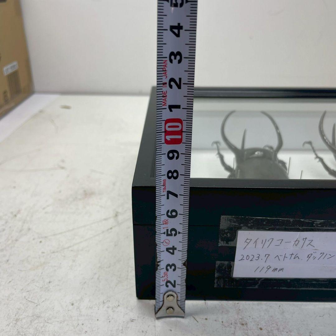 R◇タイリクコーカサス2匹 昆虫標本