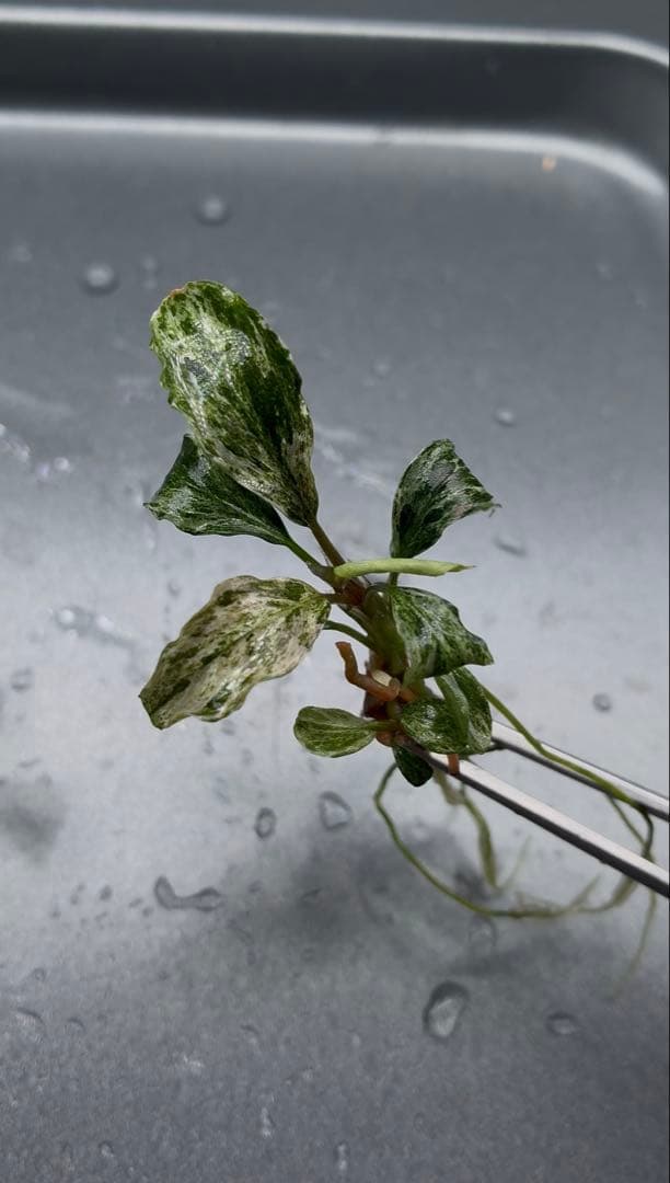 1月限定】ブセファランドラspバリエガータ(斑入)5本セット