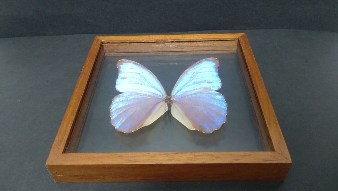 大型 ドイツ箱・昭和41年印・当時物】蝶 大型 標本 レア 貴重