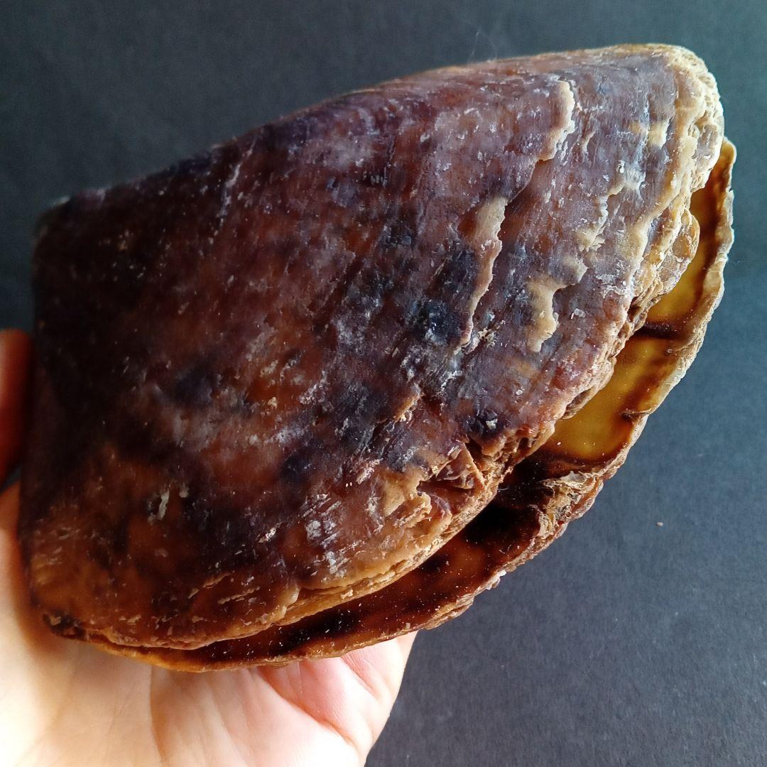 骨格 標本 貝殻 タイラギ 平貝 海外産