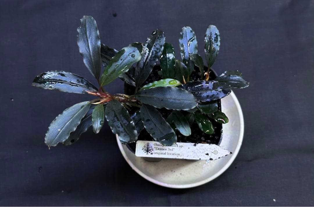 Bucephalandra sp.Super Demos しーん Bucephalandra sp.Super Demos